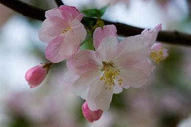 剧透警告！ 《丝之歌》Steam新增集换式卡牌和社区物品